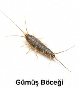 Gümüş Böceği