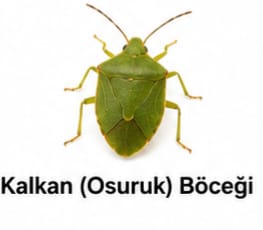 Kalkan Böceği