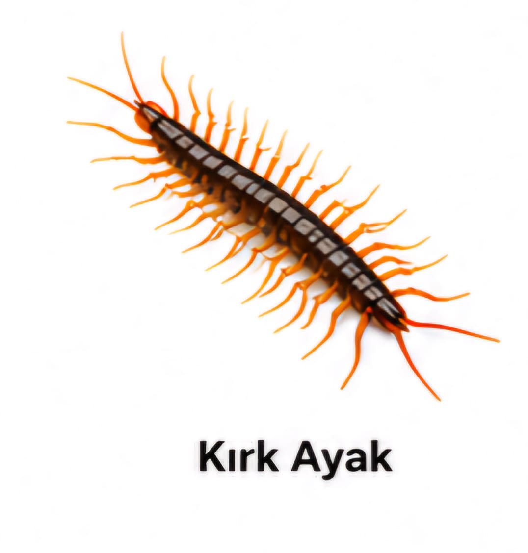 Kırk Ayak