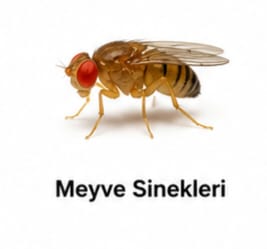 Meyve Sineği