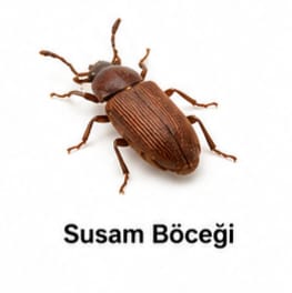 Susam Böceği