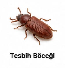 Tesbih Böceği