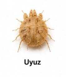 Uyuz